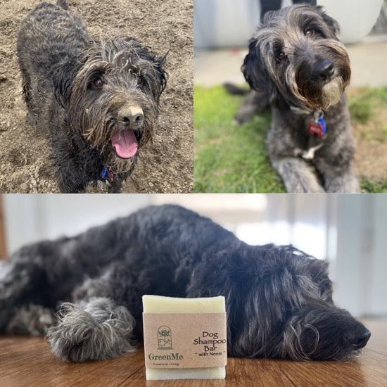 Hair of the Dog Shampoo Bar