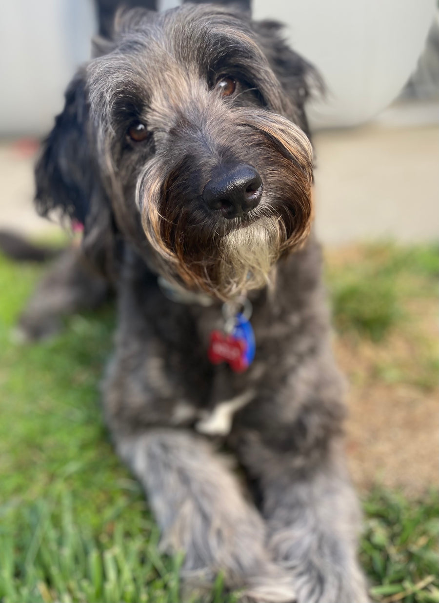 Hair of the Dog Shampoo Bar